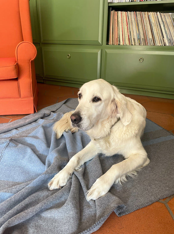 Weiche Hundedecke in Grau Blau aus Merino Wolle und perfekt für das Sofa und Golden Retriever