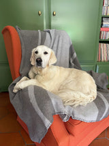 Weiche Hundedecke in Grau aus Merino Wolle und perfekt für das Sofa und Golden Retriever